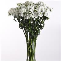 Sweet™ White Mono Vase, White Background