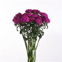 Sweet™ Neon Purple Mono Vase, White Background