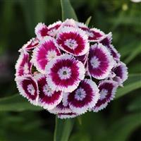 Sweet™ Purple White Bicolor Bloom