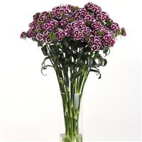 Sweet™ Purple White Bicolor Mono Vase, White Background