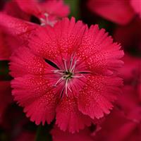 Floral Lace™ Cherry Bloom