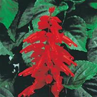 Salvia Red Hot Sally II Bloom