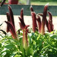 Ornamental Millet Jade Princess Bloom