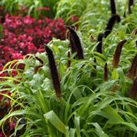 Ornamental Millet Jade Princess Landscape