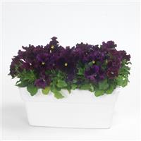 Frizzle Sizzle Burgundy Container