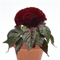 Concertina™ Red Dark Leaf Container