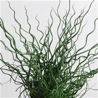 ColorGrass® Juncus Twister Bloom