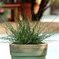 ColorGrass® Juncus Twister Container