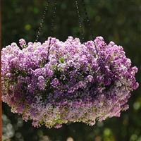 Clear Crystal<sup>®</sup> Lavender Shades Basket