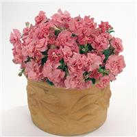 Double Madness™ Satin Pink Container