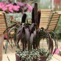 Ornamental Millet Purple Baron Container