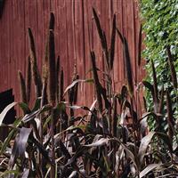 Ornamental Millet Purple Majesty Bloom