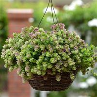 Ornamental Oregano Kirigami Basket