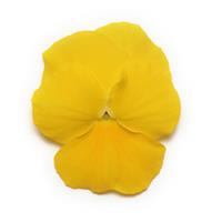 Panola<sup>®</sup> XP Yellow Bloom