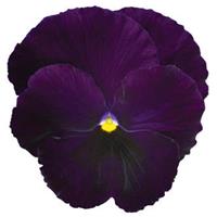 Spring Matrix™ Purple Bloom