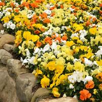 Spring Matrix™ Daffodil Mixture Landscape