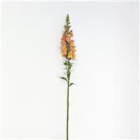 Early Potomac™ Orange Single Stem, White Background