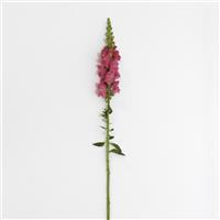 Early Potomac™ Rose Single Stem, White Background