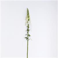 Early Potomac™ White Single Stem, White Background