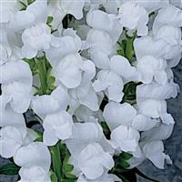 Maryland White Bloom
