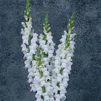 Maryland White Cutflower