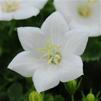 Rapido White Bloom