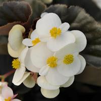 BabyWing<sup>®</sup> White Bronze Leaf Bloom