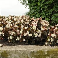 BabyWing<sup>®</sup> White Bronze Leaf Landscape