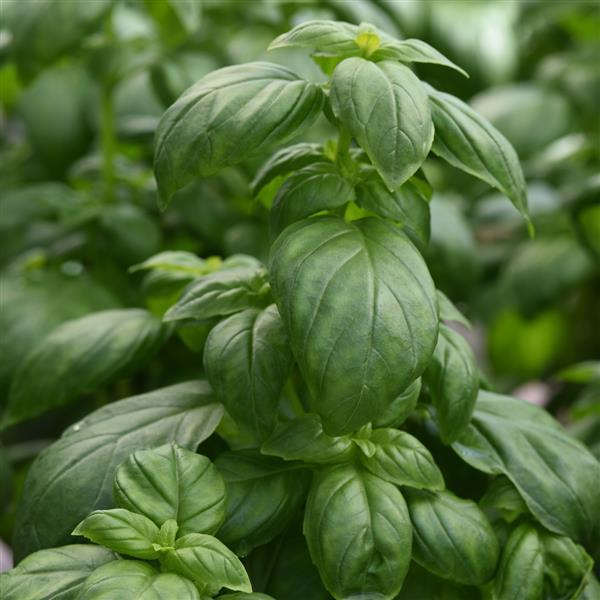 Basil Everleaf Emerald Towers Bloom