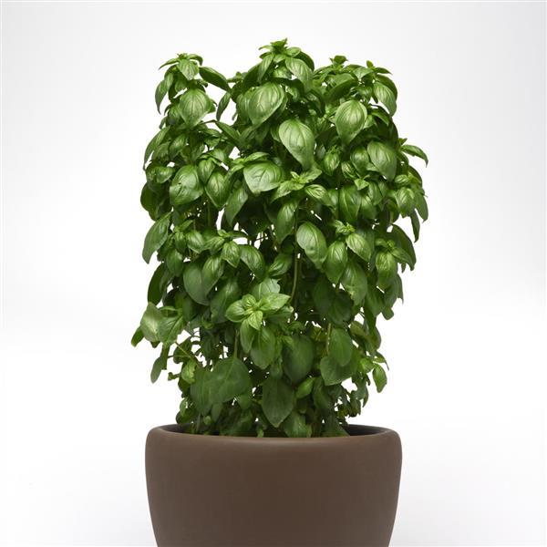 Basil Everleaf Emerald Towers Container