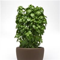 Basil Everleaf Emerald Towers Container