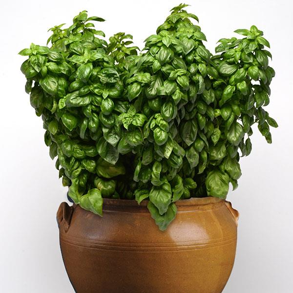 Basil Everleaf Genovese Container