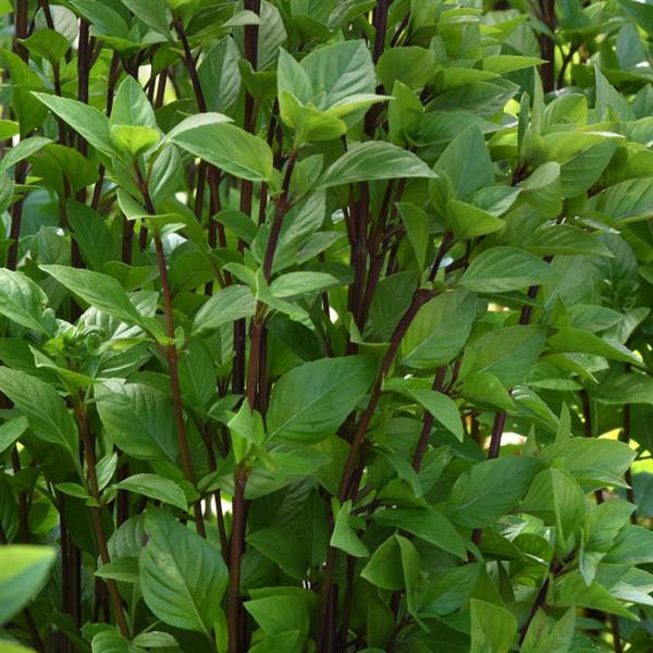 Basil Everleaf Thai Towers Bloom