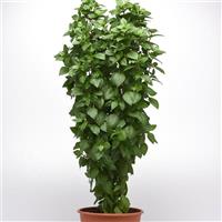 Basil Everleaf Thai Towers Container