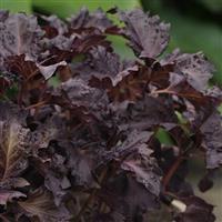 Basil Purple Ruffles Bloom