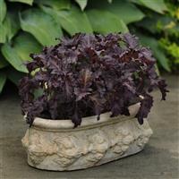 Basil Purple Ruffles Container