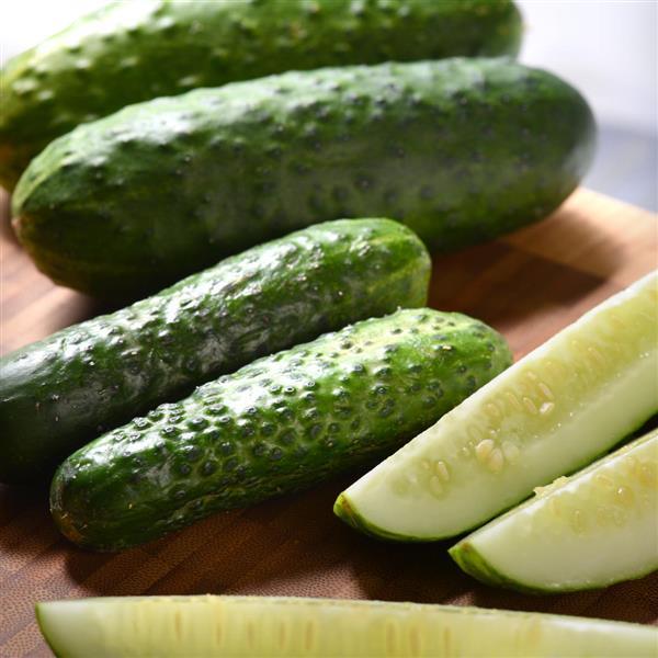 Cucumber GherKing Bloom