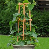 Cucumber Patio Snacker Container