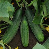 Cucumber Patio Snacker Garden