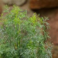 Dill Fernleaf Bloom