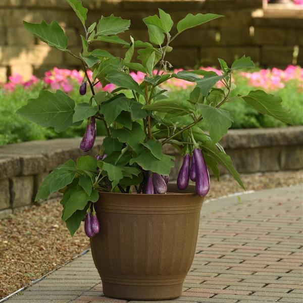 Eggplant Fairy Tale Container