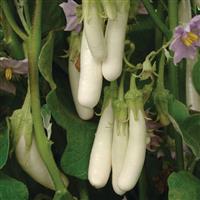 Eggplant Gretel Bloom