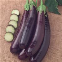 Eggplant Hansel Bloom