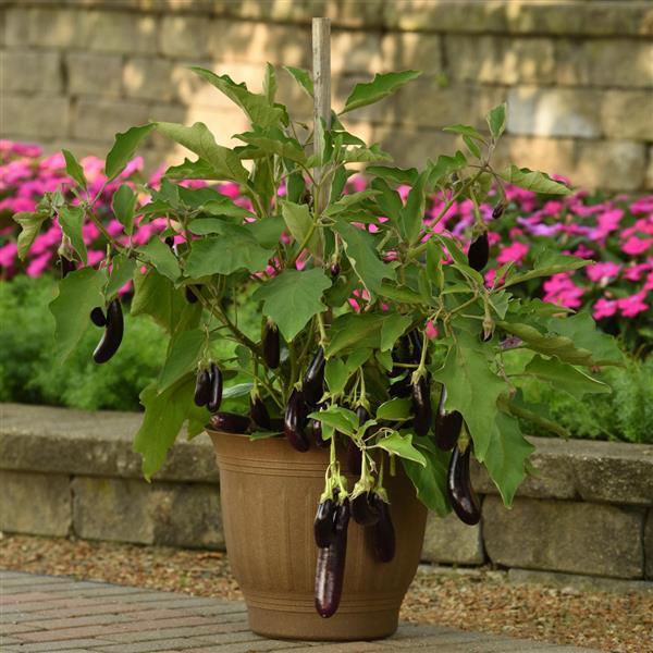 Eggplant Hansel Container