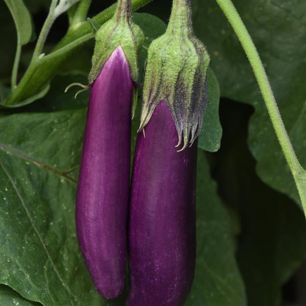 Eggplant Violet Delite Bloom