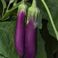 Eggplant Violet Delite Bloom