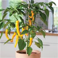 Pepper Golden Cayenne Container