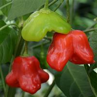 Pepper Mad Hatter Bloom