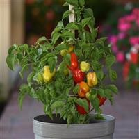 Pepper Prism Container