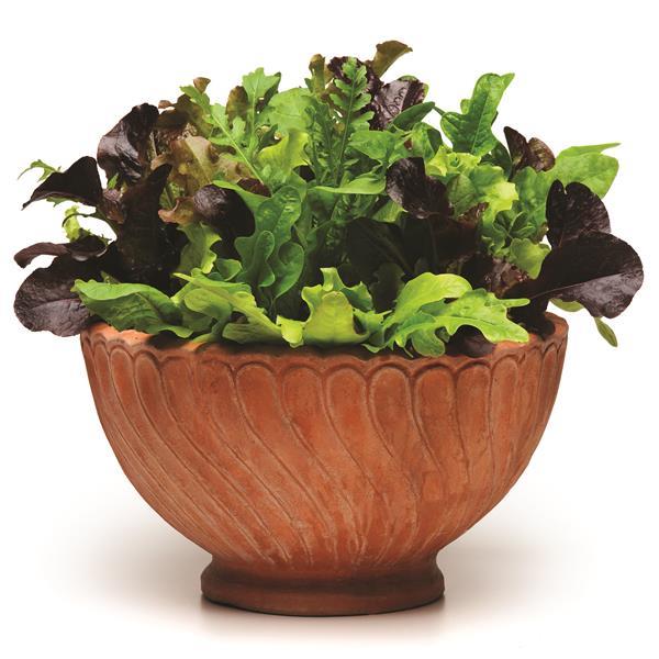 SimplySalad® Alfresco Mixture Container